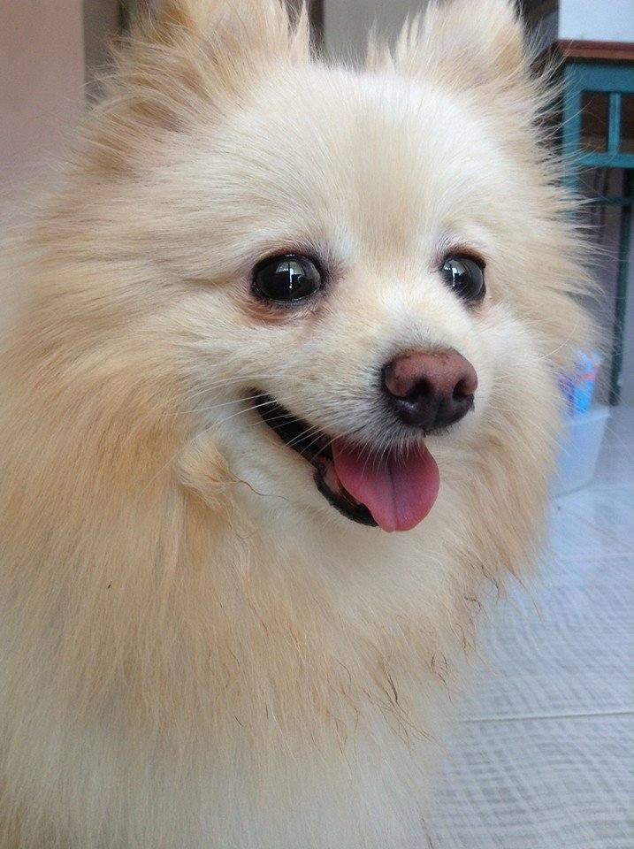 นางแบบ..ขนฟู