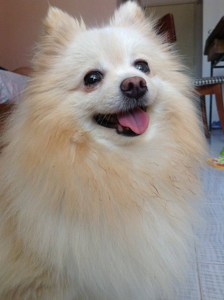 นางแบบ..ขนฟู