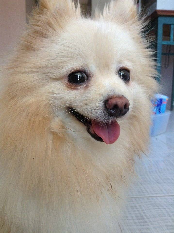 นางแบบ..ขนฟู