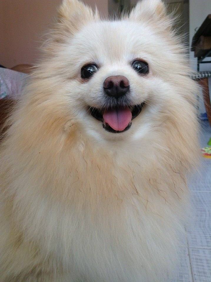 นางแบบ..ขนฟู