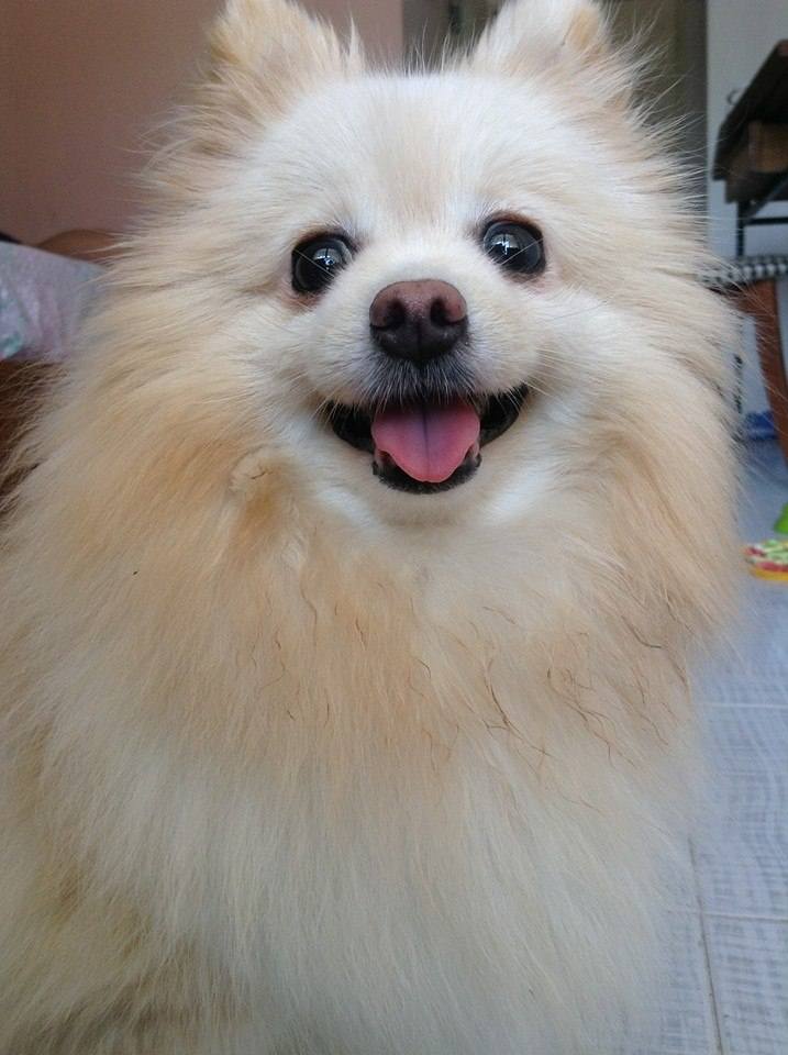 นางแบบ..ขนฟู
