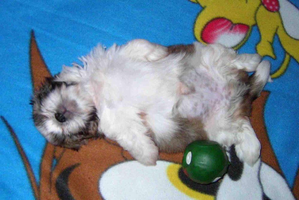 8 ปีแล้วสินะ ที่เราอยู่ด้วยกันมา "น้องแตงกวา"