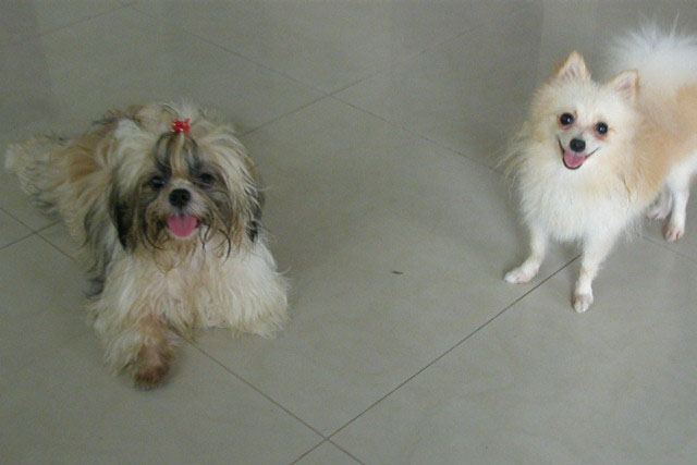 8 ปีแล้วสินะ ที่เราอยู่ด้วยกันมา "น้องแตงกวา"