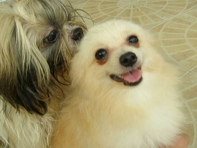 8 ปีแล้วสินะ ที่เราอยู่ด้วยกันมา "น้องแตงกวา"