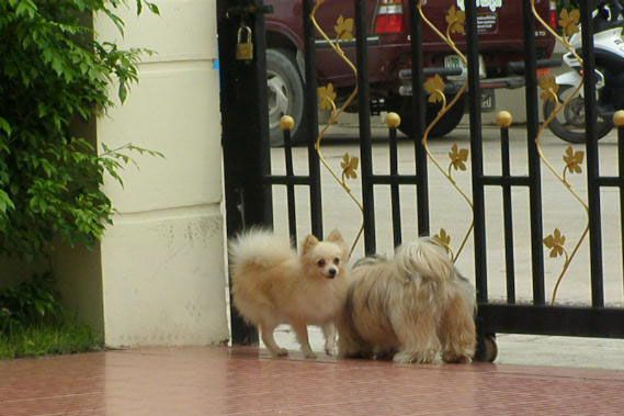 8 ปีแล้วสินะ ที่เราอยู่ด้วยกันมา "น้องแตงกวา"