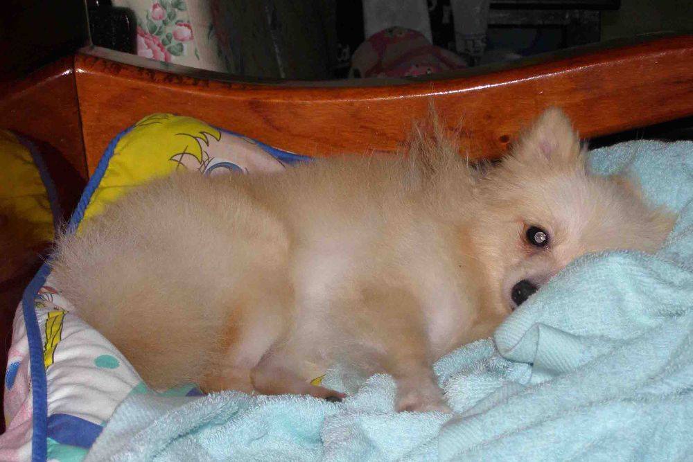 8 ปีแล้วสินะ ที่เราอยู่ด้วยกันมา "น้องแตงกวา"