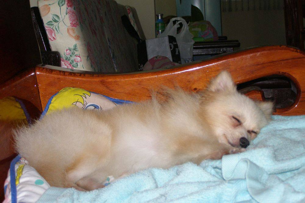 8 ปีแล้วสินะ ที่เราอยู่ด้วยกันมา "น้องแตงกวา"