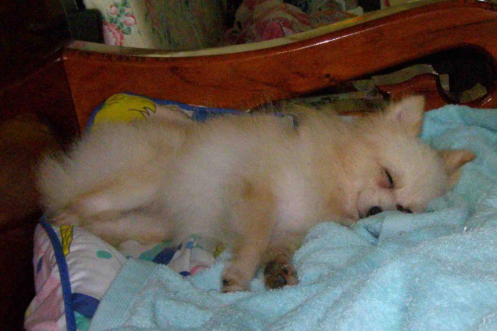 8 ปีแล้วสินะ ที่เราอยู่ด้วยกันมา "น้องแตงกวา"