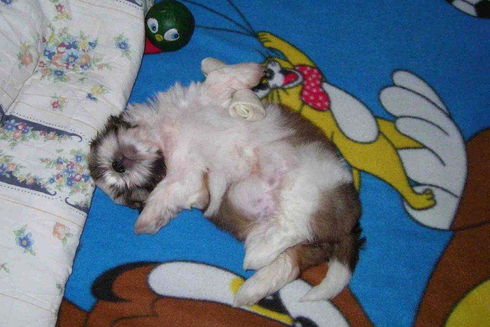 8 ปีแล้วสินะ ที่เราอยู่ด้วยกันมา "น้องแตงกวา"