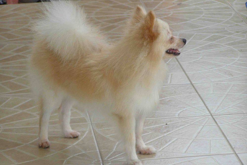 8 ปีแล้วสินะ ที่เราอยู่ด้วยกันมา "น้องแตงกวา"