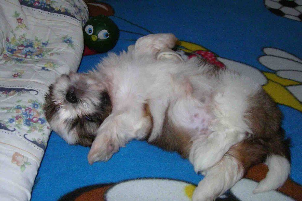 8 ปีแล้วสินะ ที่เราอยู่ด้วยกันมา "น้องแตงกวา"
