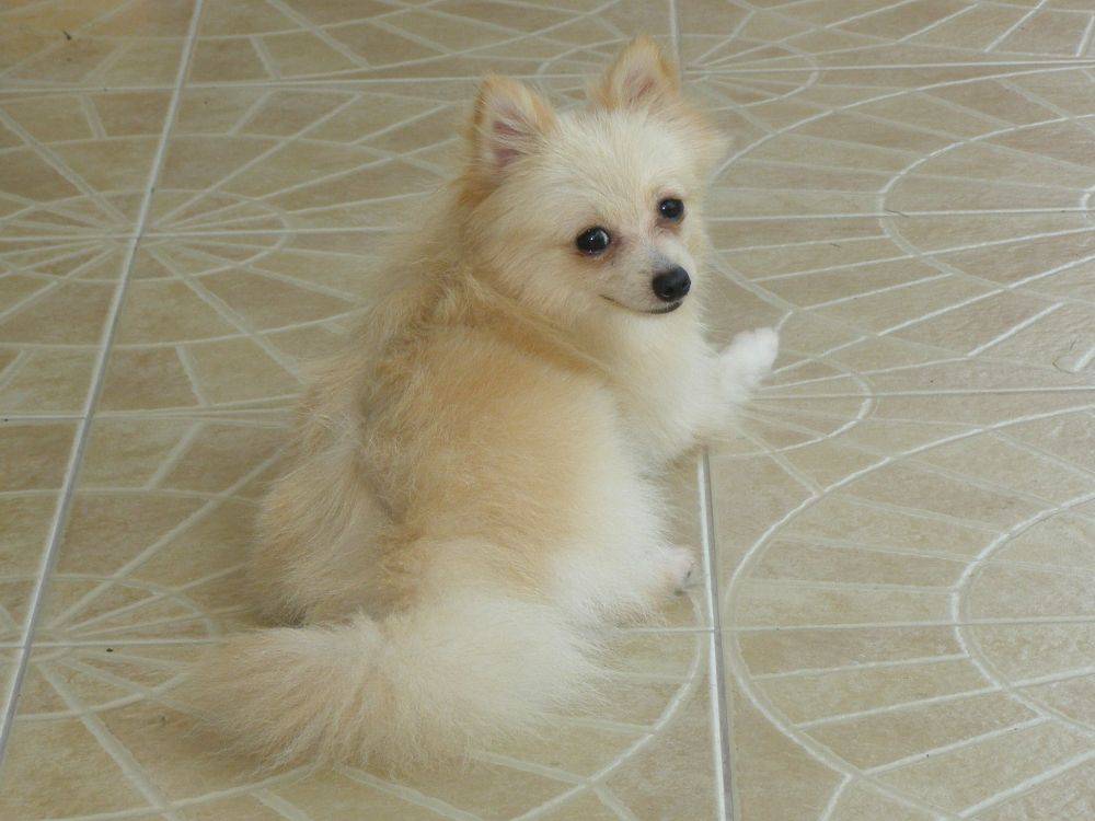 8 ปีแล้วสินะ ที่เราอยู่ด้วยกันมา "น้องแตงกวา"