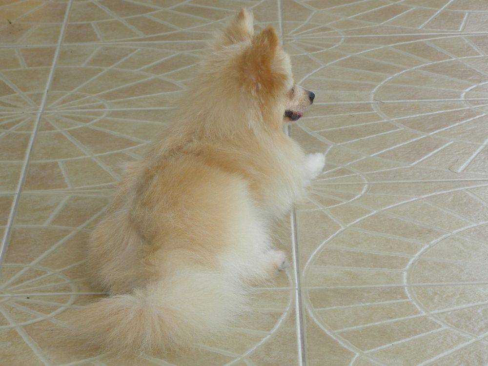 8 ปีแล้วสินะ ที่เราอยู่ด้วยกันมา "น้องแตงกวา"