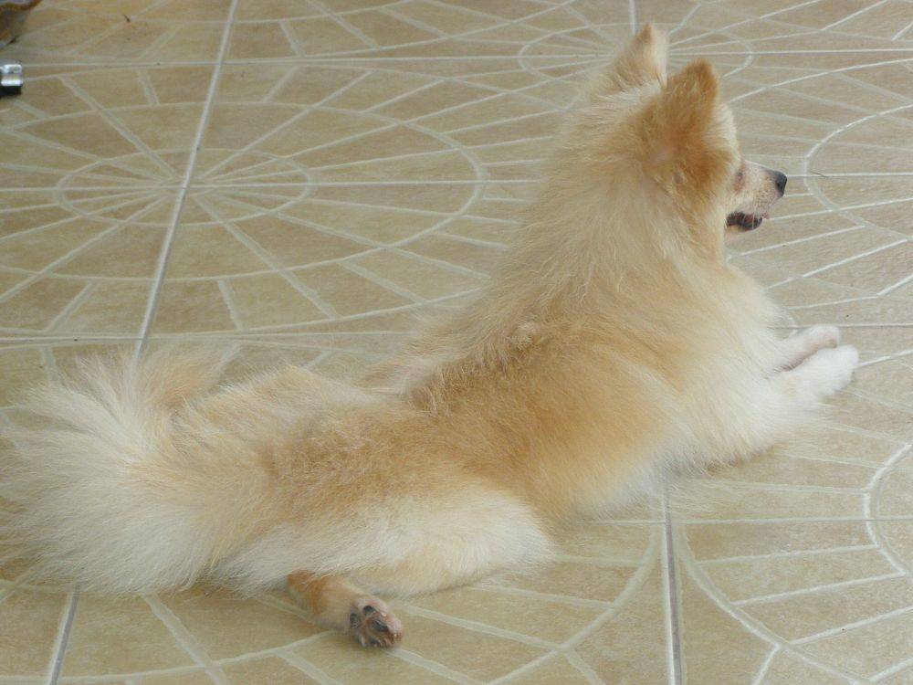 8 ปีแล้วสินะ ที่เราอยู่ด้วยกันมา "น้องแตงกวา"