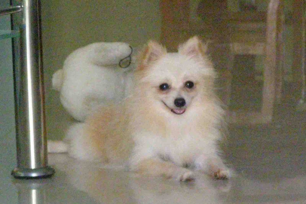 8 ปีแล้วสินะ ที่เราอยู่ด้วยกันมา "น้องแตงกวา"