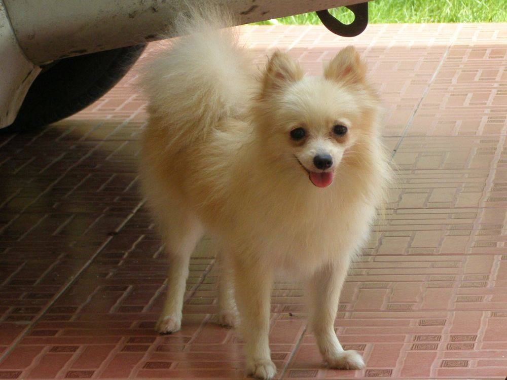 8 ปีแล้วสินะ ที่เราอยู่ด้วยกันมา "น้องแตงกวา"