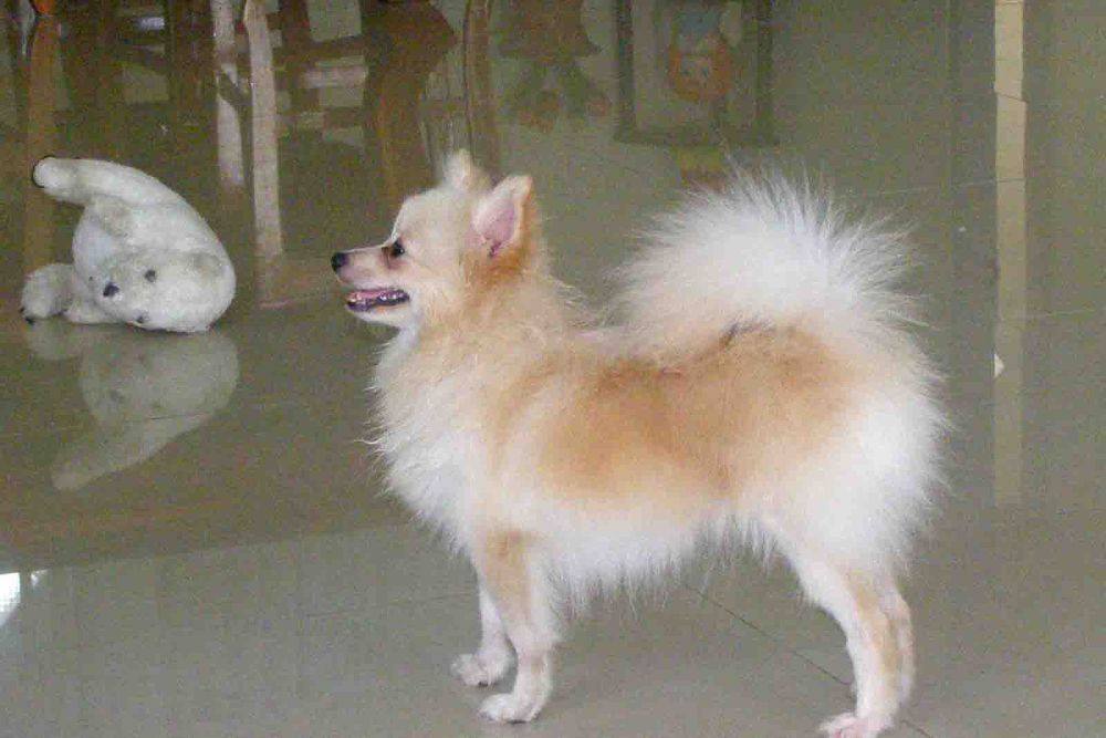 8 ปีแล้วสินะ ที่เราอยู่ด้วยกันมา "น้องแตงกวา"