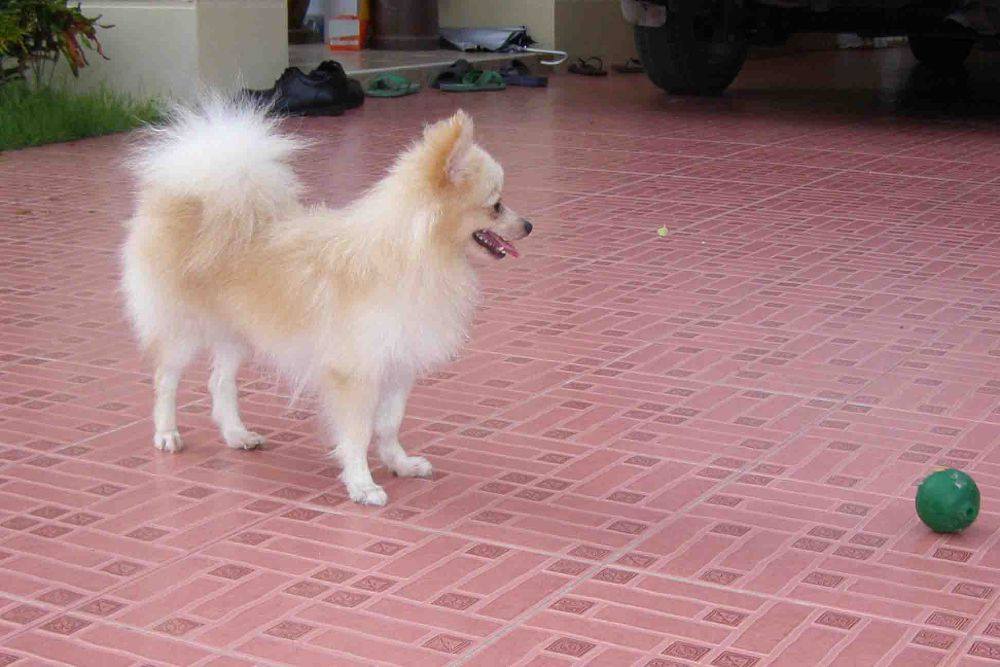 8 ปีแล้วสินะ ที่เราอยู่ด้วยกันมา "น้องแตงกวา"