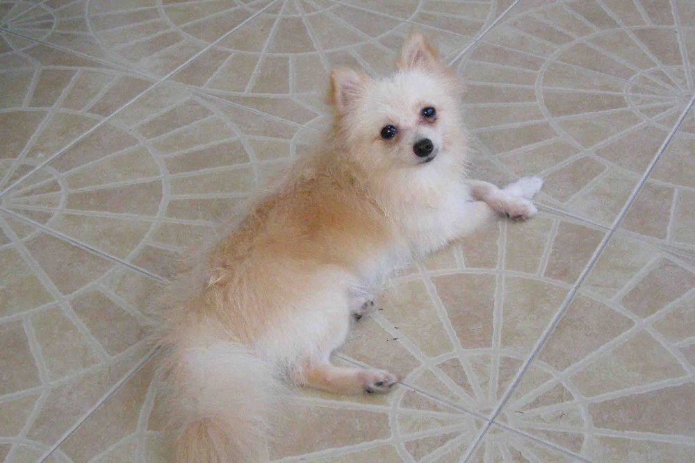 8 ปีแล้วสินะ ที่เราอยู่ด้วยกันมา "น้องแตงกวา"