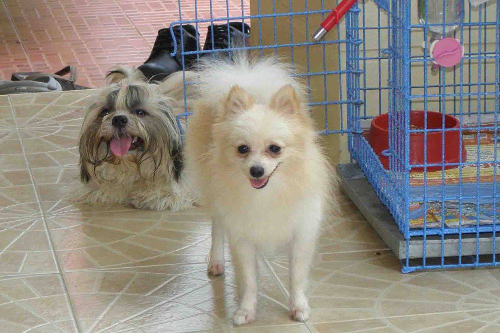 8 ปีแล้วสินะ ที่เราอยู่ด้วยกันมา "น้องแตงกวา"