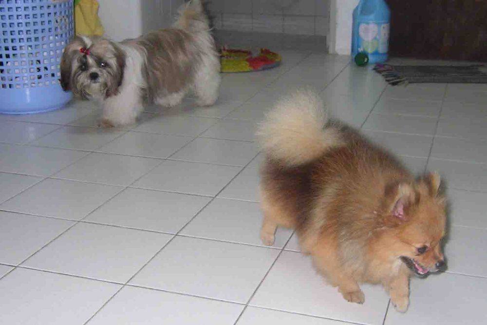 8 ปีแล้วสินะ ที่เราอยู่ด้วยกันมา "น้องแตงกวา"
