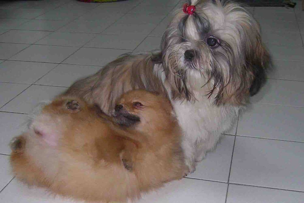 8 ปีแล้วสินะ ที่เราอยู่ด้วยกันมา "น้องแตงกวา"