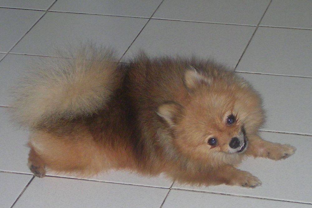 8 ปีแล้วสินะ ที่เราอยู่ด้วยกันมา "น้องแตงกวา"