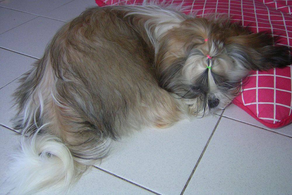 8 ปีแล้วสินะ ที่เราอยู่ด้วยกันมา "น้องแตงกวา"