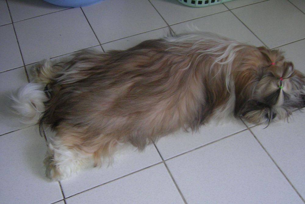 8 ปีแล้วสินะ ที่เราอยู่ด้วยกันมา "น้องแตงกวา"