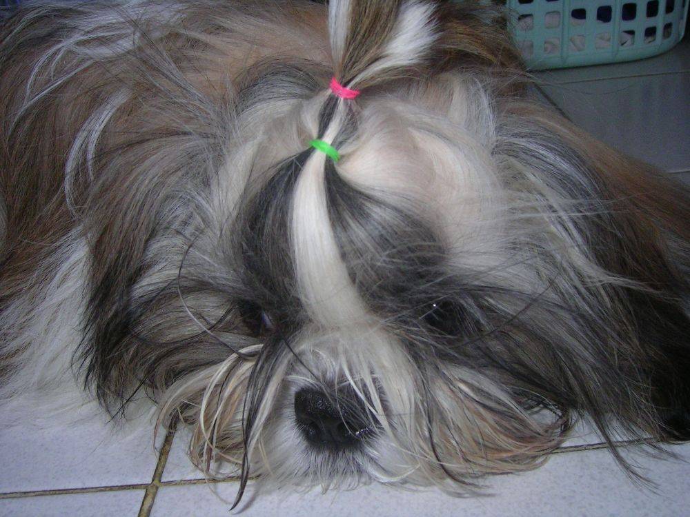 8 ปีแล้วสินะ ที่เราอยู่ด้วยกันมา "น้องแตงกวา"
