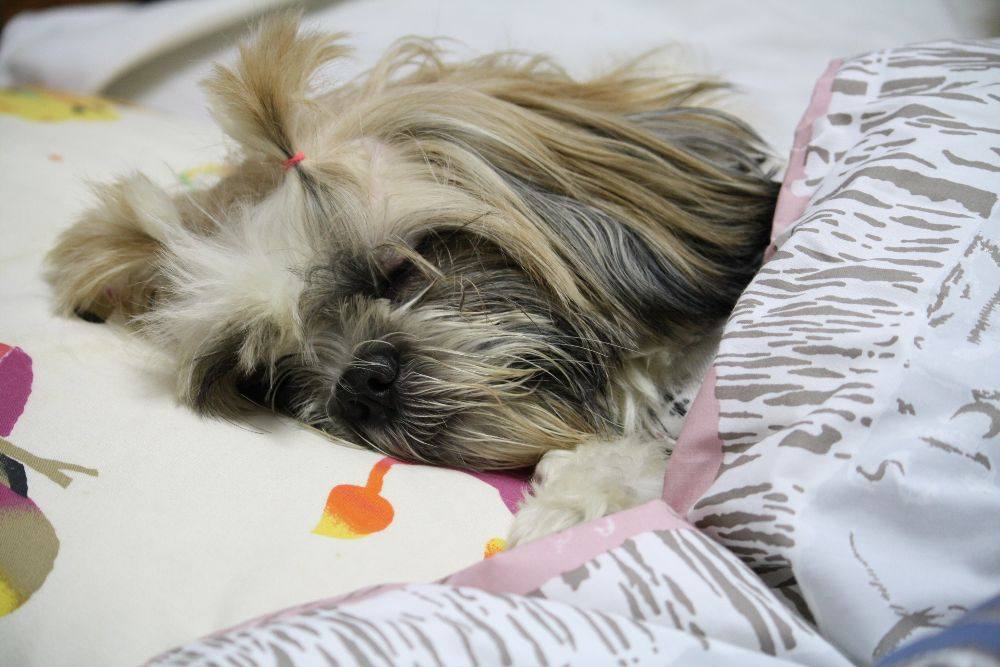 8 ปีแล้วสินะ ที่เราอยู่ด้วยกันมา "น้องแตงกวา"