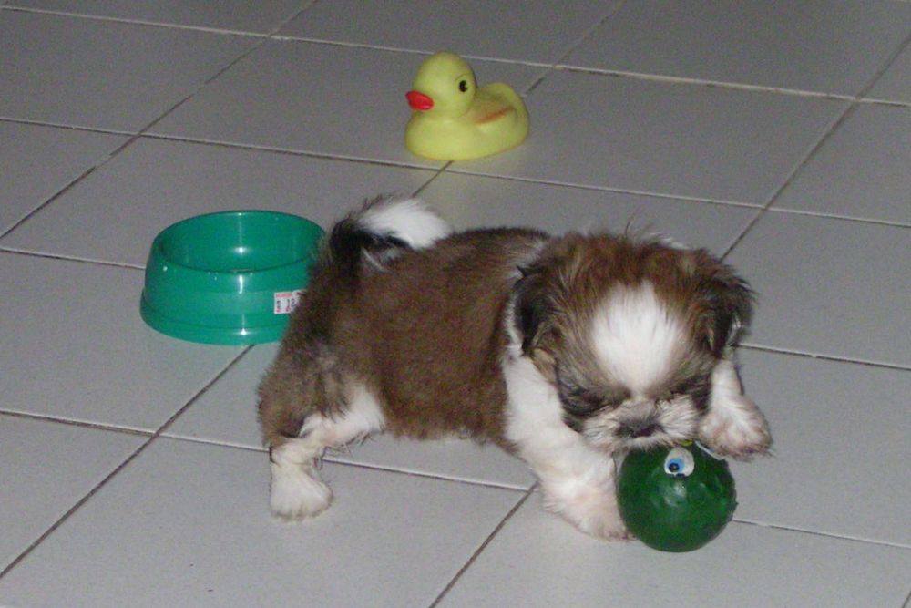 8 ปีแล้วสินะ ที่เราอยู่ด้วยกันมา "น้องแตงกวา"