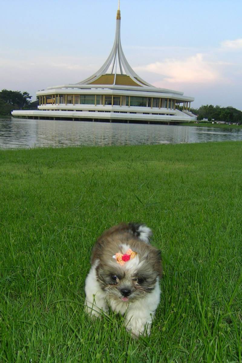8 ปีแล้วสินะ ที่เราอยู่ด้วยกันมา "น้องแตงกวา"