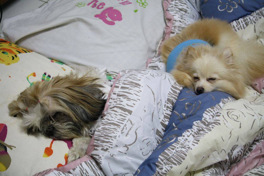 8 ปีแล้วสินะ ที่เราอยู่ด้วยกันมา "น้องแตงกวา"
