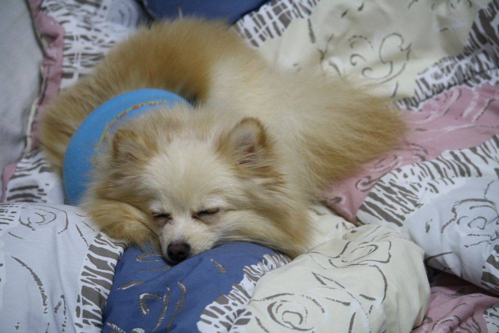 8 ปีแล้วสินะ ที่เราอยู่ด้วยกันมา "น้องแตงกวา"