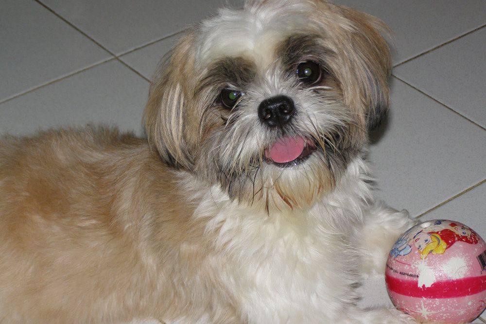 8 ปีแล้วสินะ ที่เราอยู่ด้วยกันมา "น้องแตงกวา"