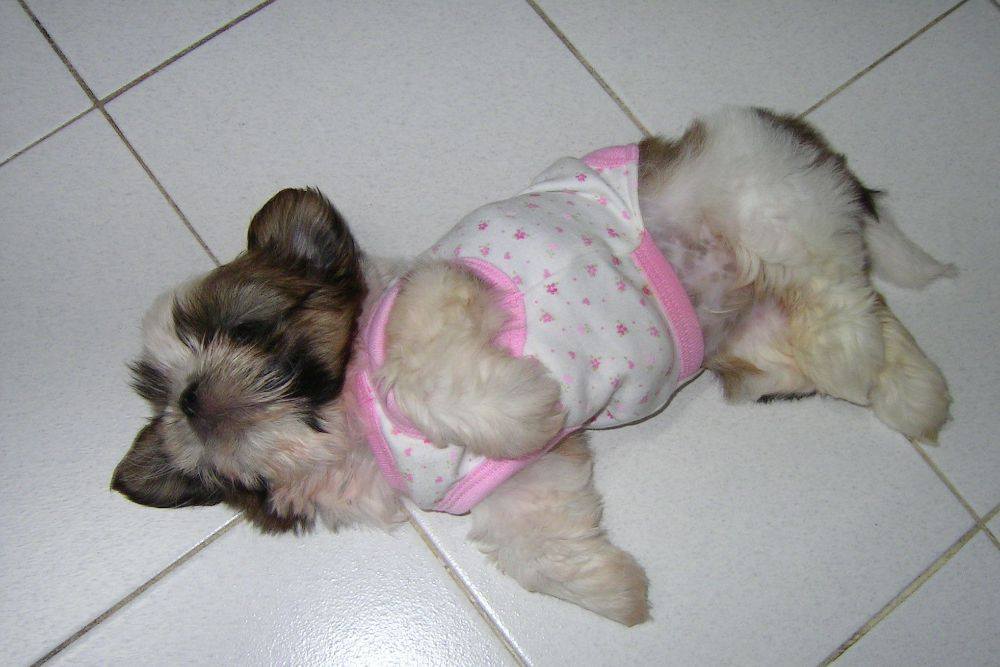 8 ปีแล้วสินะ ที่เราอยู่ด้วยกันมา "น้องแตงกวา"