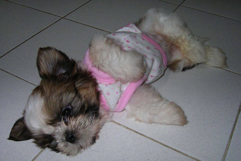 8 ปีแล้วสินะ ที่เราอยู่ด้วยกันมา "น้องแตงกวา"