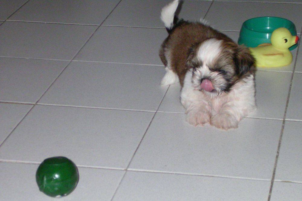 8 ปีแล้วสินะ ที่เราอยู่ด้วยกันมา "น้องแตงกวา"