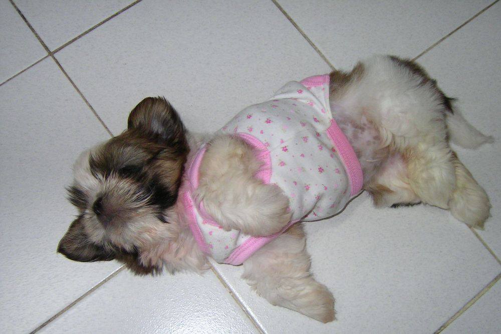 8 ปีแล้วสินะ ที่เราอยู่ด้วยกันมา "น้องแตงกวา"