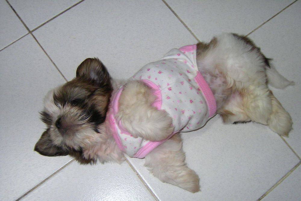8 ปีแล้วสินะ ที่เราอยู่ด้วยกันมา "น้องแตงกวา"