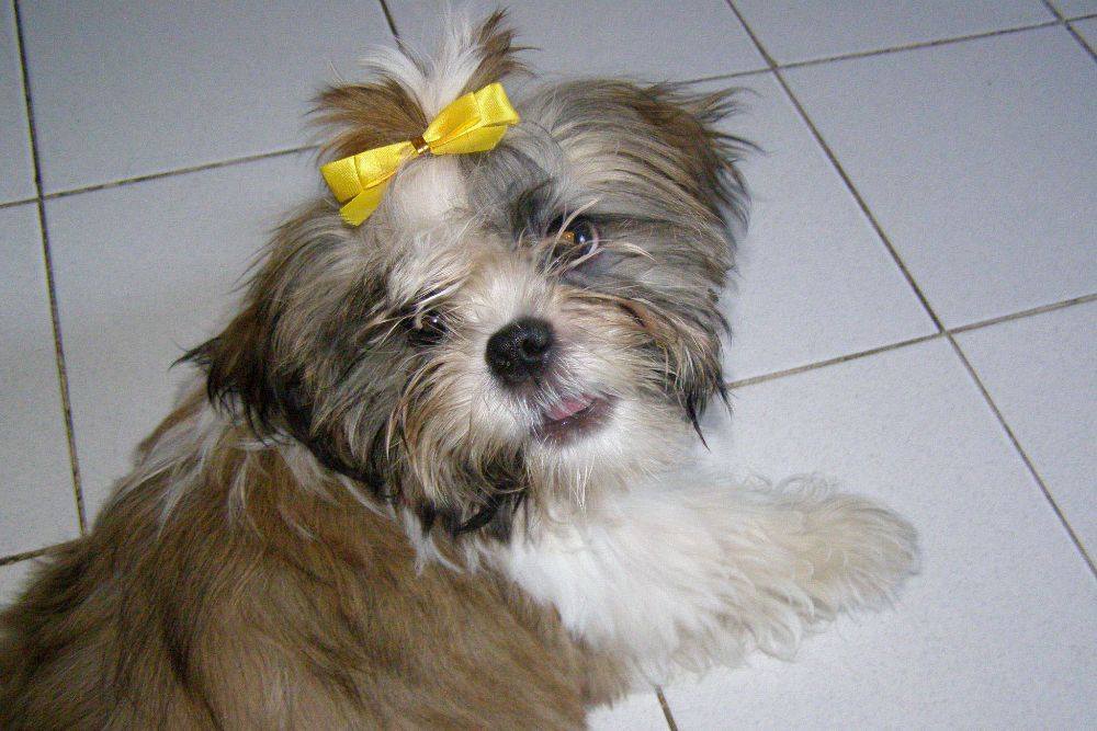 8 ปีแล้วสินะ ที่เราอยู่ด้วยกันมา "น้องแตงกวา"