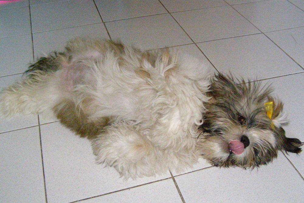 8 ปีแล้วสินะ ที่เราอยู่ด้วยกันมา "น้องแตงกวา"