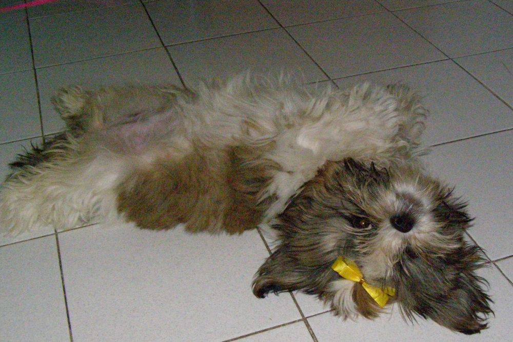 8 ปีแล้วสินะ ที่เราอยู่ด้วยกันมา "น้องแตงกวา"