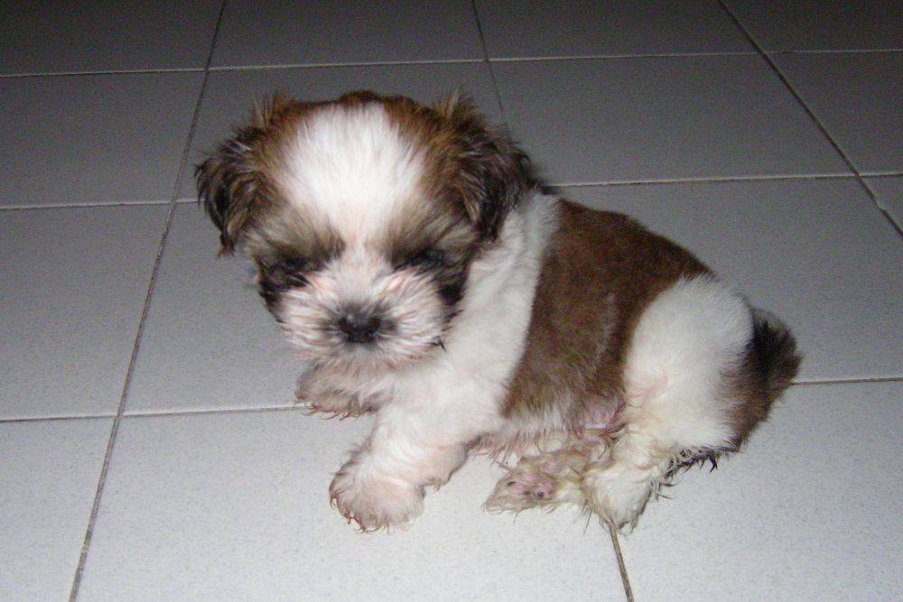 8 ปีแล้วสินะ ที่เราอยู่ด้วยกันมา "น้องแตงกวา"