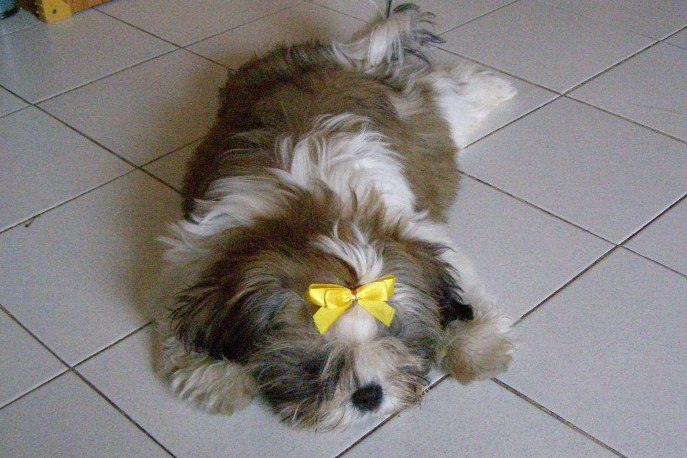 8 ปีแล้วสินะ ที่เราอยู่ด้วยกันมา "น้องแตงกวา"