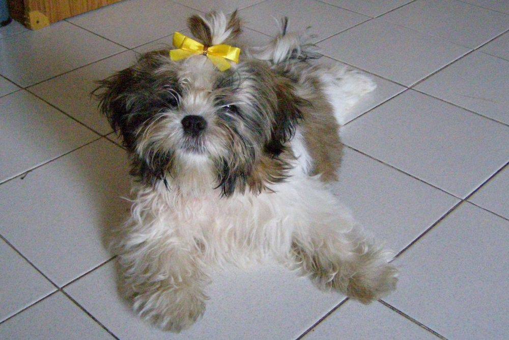 8 ปีแล้วสินะ ที่เราอยู่ด้วยกันมา "น้องแตงกวา"