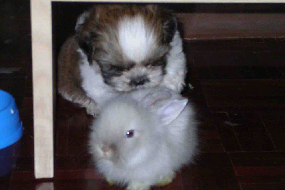 8 ปีแล้วสินะ ที่เราอยู่ด้วยกันมา "น้องแตงกวา"