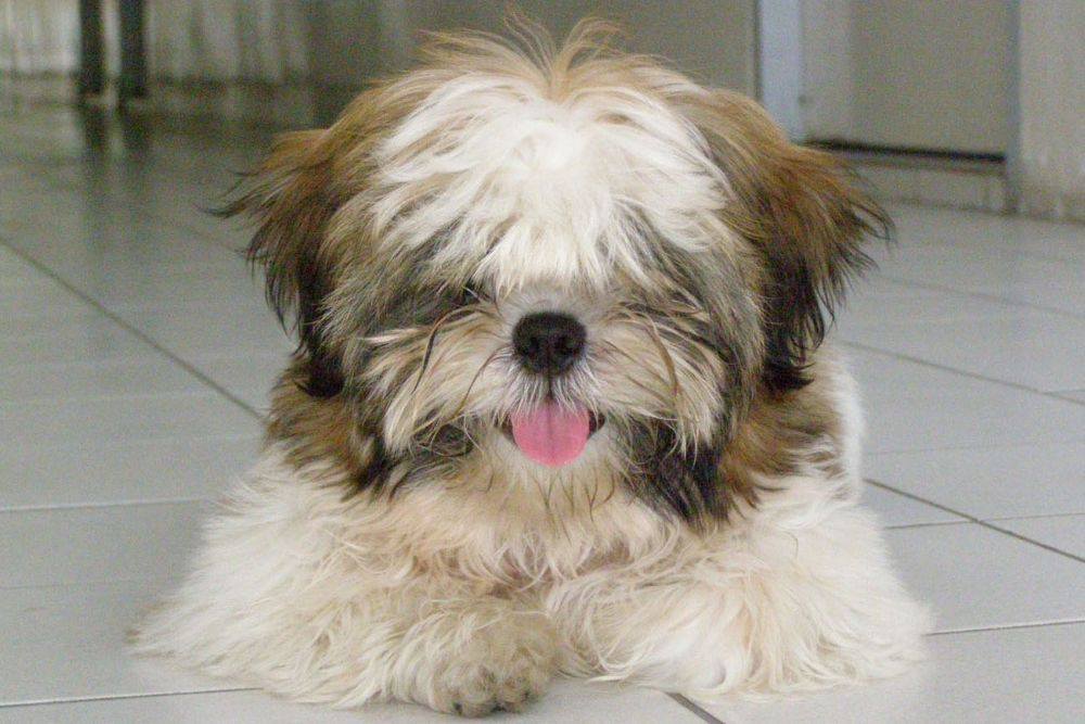 8 ปีแล้วสินะ ที่เราอยู่ด้วยกันมา "น้องแตงกวา"
