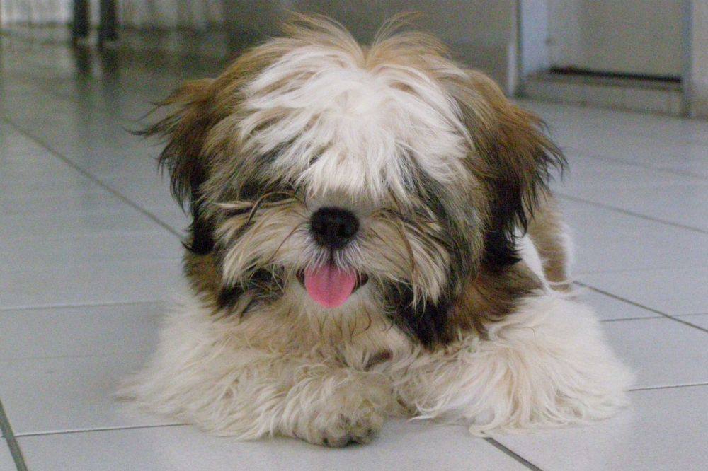 8 ปีแล้วสินะ ที่เราอยู่ด้วยกันมา "น้องแตงกวา"